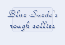Blue Suede's